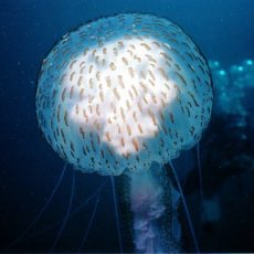 Leuchtende Pelagia noctiluca