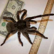 Goliath-Spinne mit Geldschein & Lineal