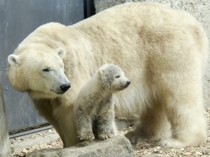 Eisbärenmutter mit ihrem Jungen