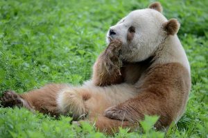 Qinling "Brown" Panda